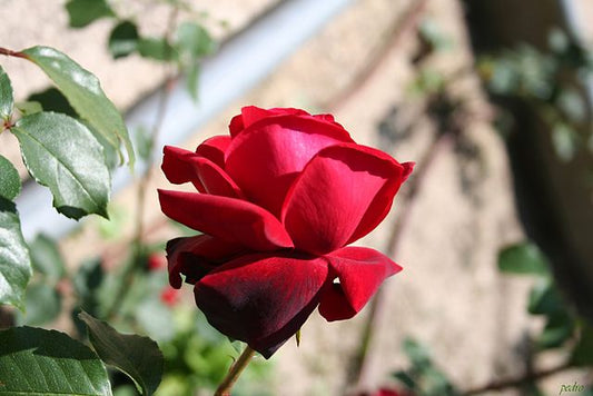 Rose - Le Rouge et Le Noire