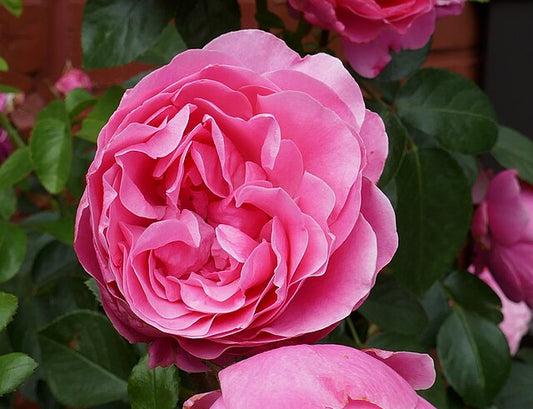 Rose - Leonardo da Vinci