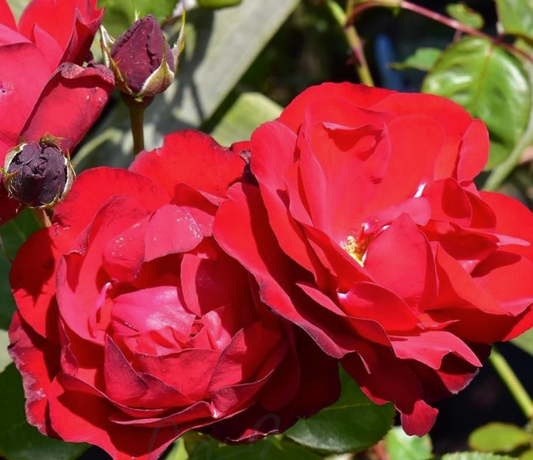 Rose - Lili Marlene