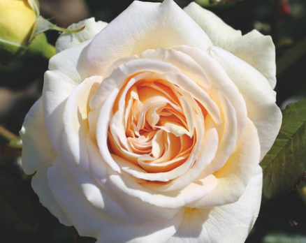 Rose - Lionheart