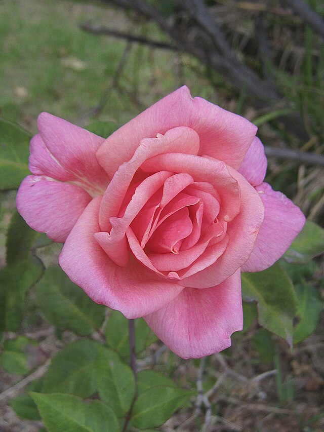 Rose - Lorraine Lee