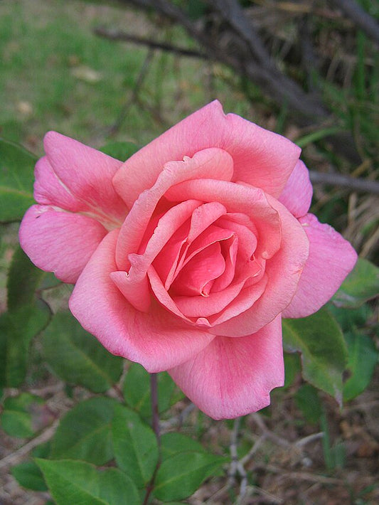 Rose - Lorraine Lee