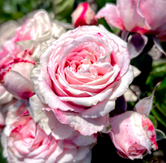 Rose - Love Affair