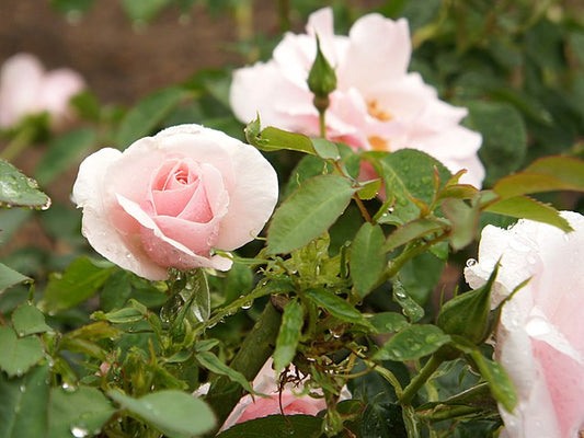 Rose - Many Happy Returns