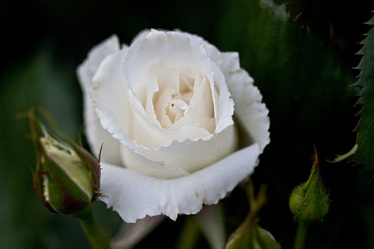 Rose - Margaret Merril