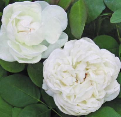 Rose - Mariangela