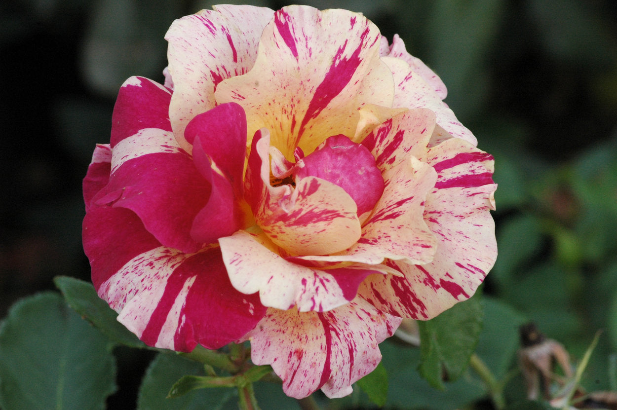 Rose - Maurice Utrillo