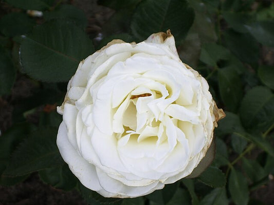 Rose - Memoire