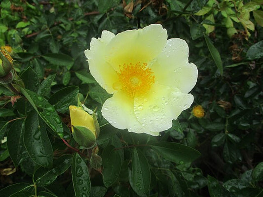 Rose - Mermaid