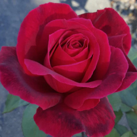 Rose - Mr Lincoln