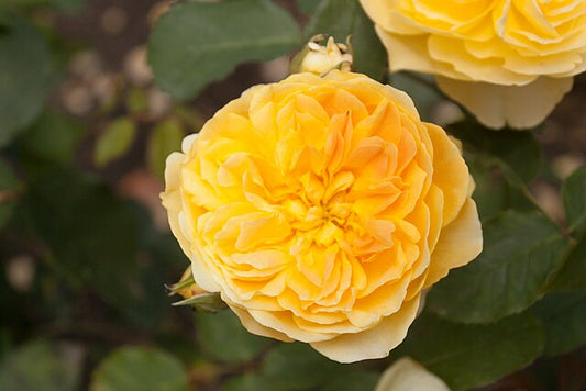 Rose - Molineux