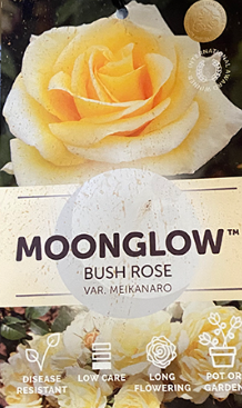 Rose - Moon Glow