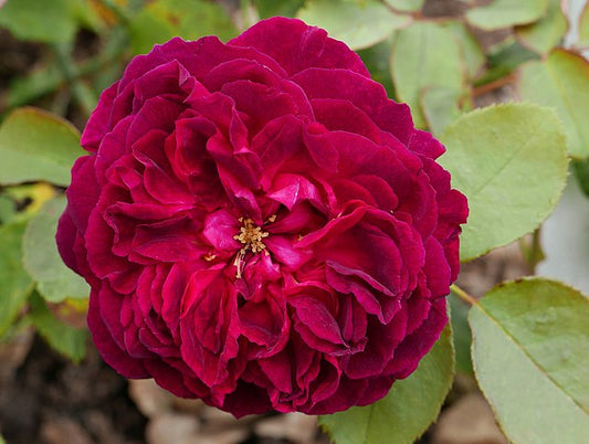 Rose - Munstead Wood