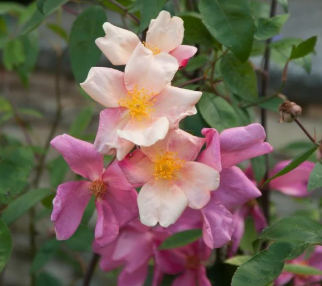 Rose - Mutabilis