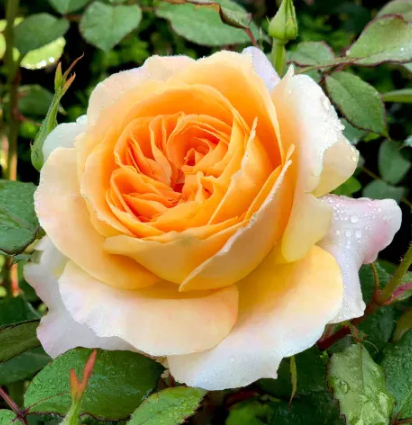 Rose - My Yellow