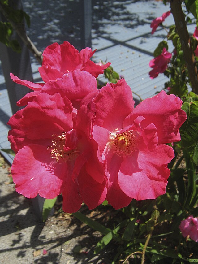 Rose - Nancy Hayward