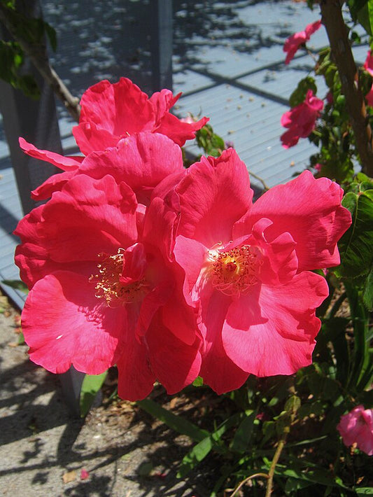 Rose - Nancy Hayward