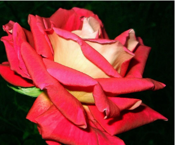 Rose - New Kleopatra