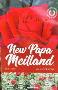Rose - New Papa Meiland