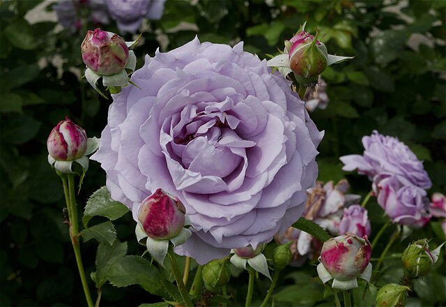 Rose - Novalis