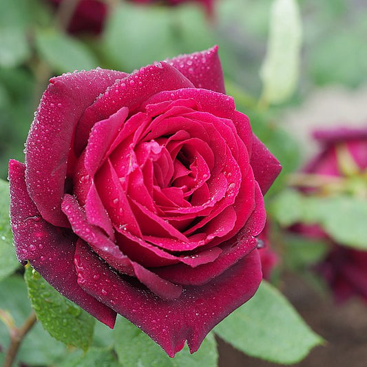 Rose - Oklahoma