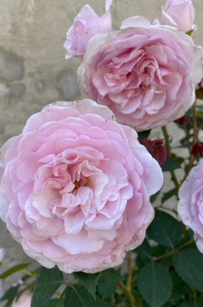 Rose - Olivia Rose Austin