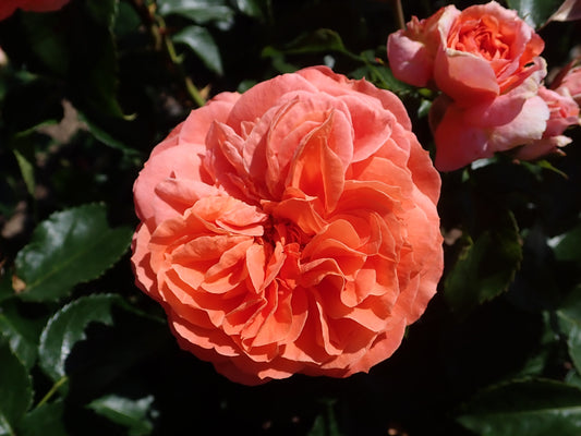 Rose - Orangerie