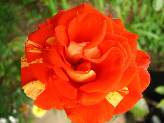 Rose - Oranges and Lemons