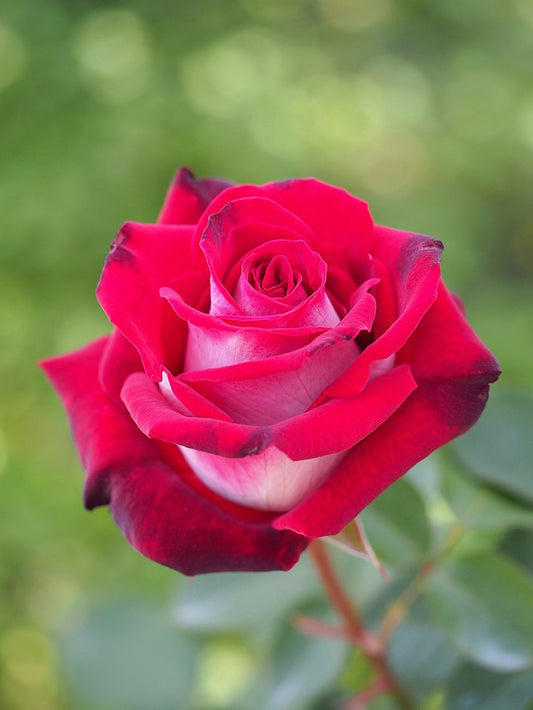 Rose - Osiria