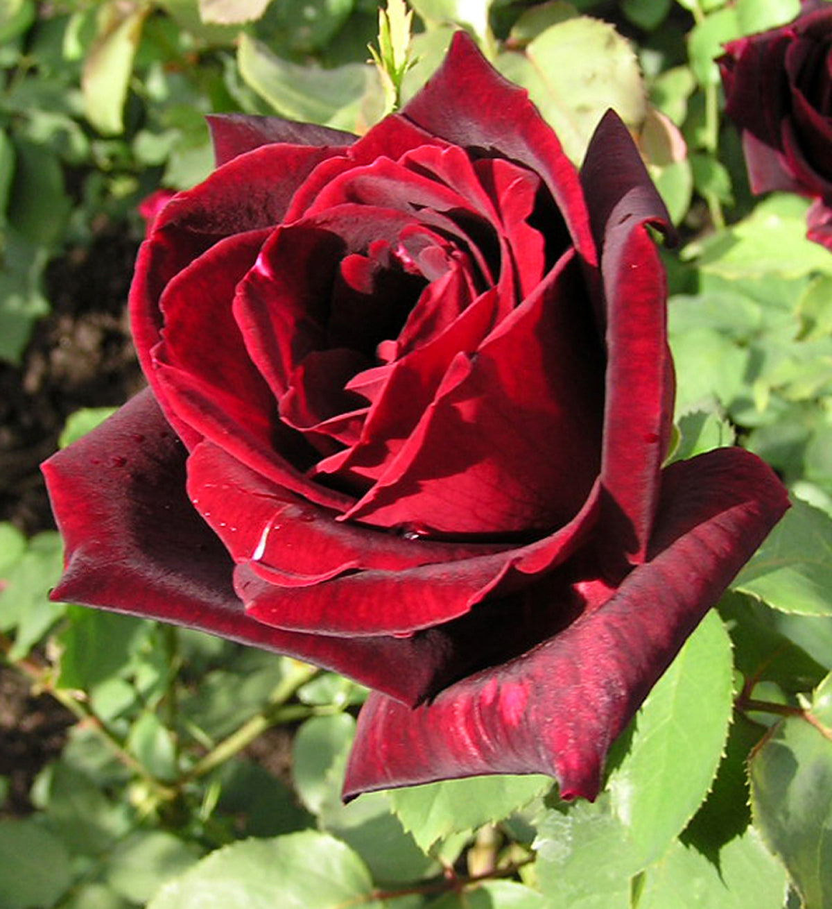 Rose - Papa Meiland