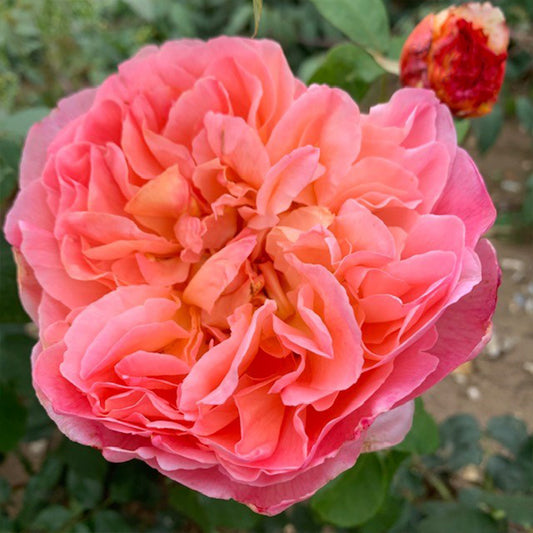 Rose - Papi Delbard