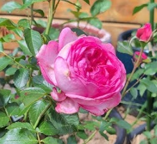 Rose - Parfum de Paris