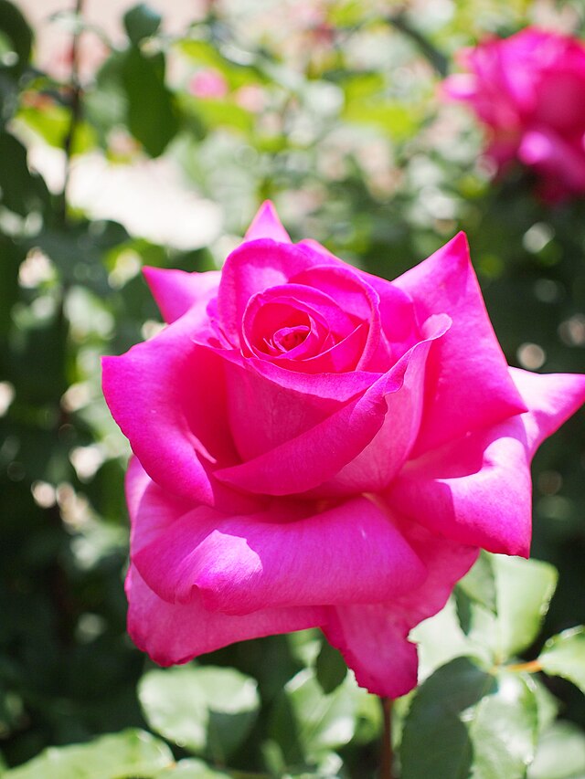 Rose - Parole