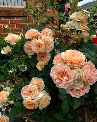 Rose - Peach Profusion