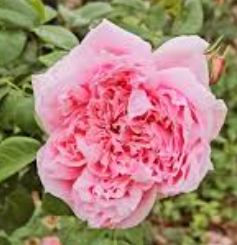 Rose - Per-Fyoom Perfume