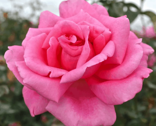 Rose - Perfume Delight