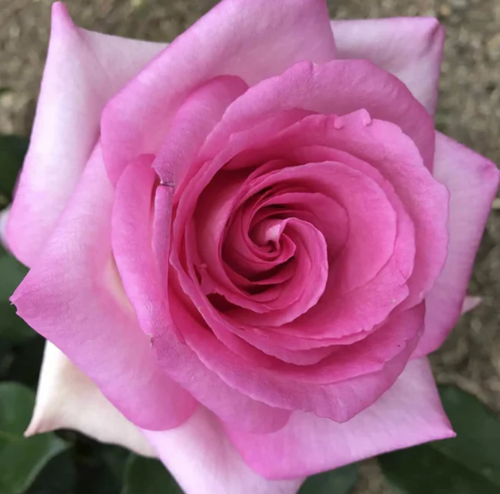 Rose - Perfume Passion