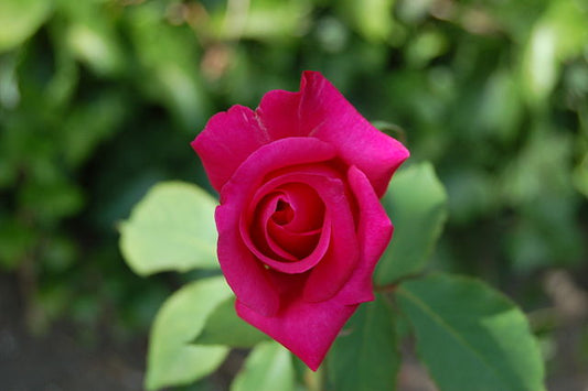 Rose - Peter Frankenfeld