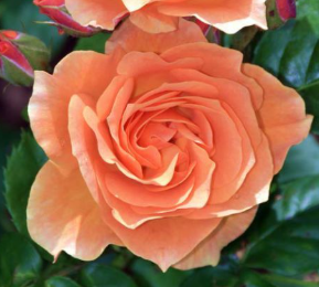 Rose - Phoenix