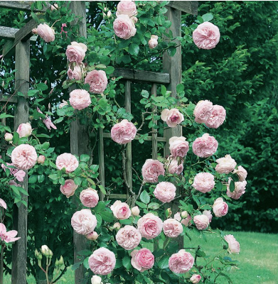 Rose - Pierre de Ronsard