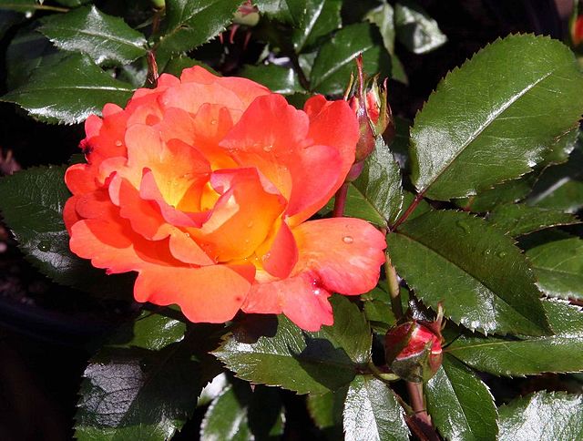 Rose - Playboy