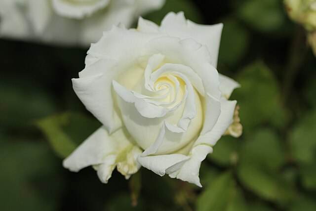 Rose - Pope John Paul II