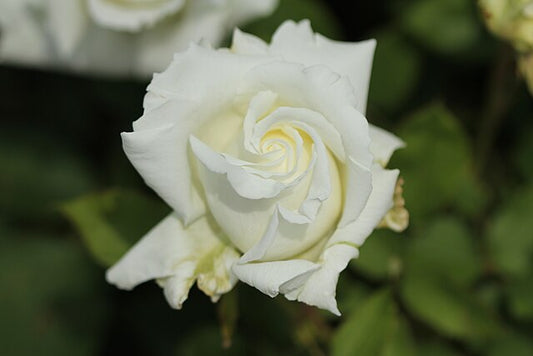 Rose - Pope John Paul II