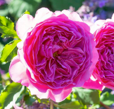 Rose - Princess Alexandra of Kent