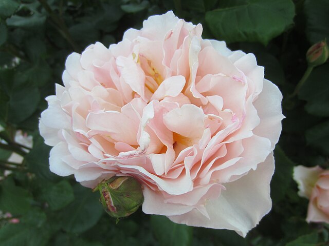 Rose - Princesse Charlene de Monaco