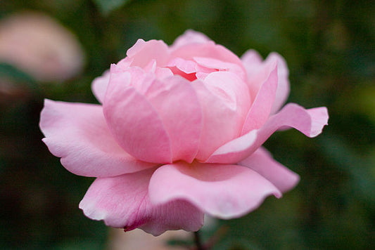 Rose - Queen Elizabeth