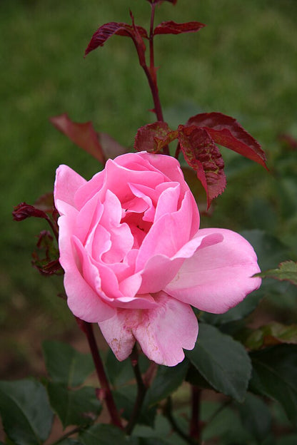 Rose - Queen Elizabeth