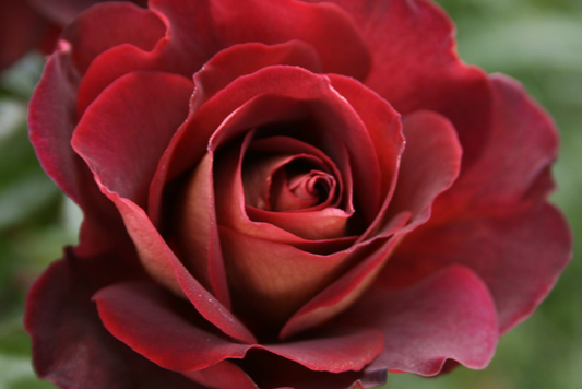 Rose - RSL Rose