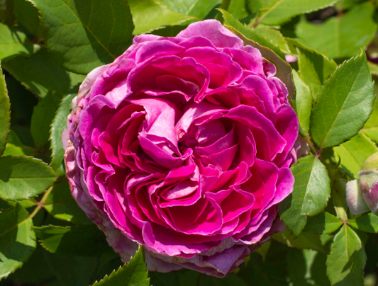 Rose - Raspberry Cupcake