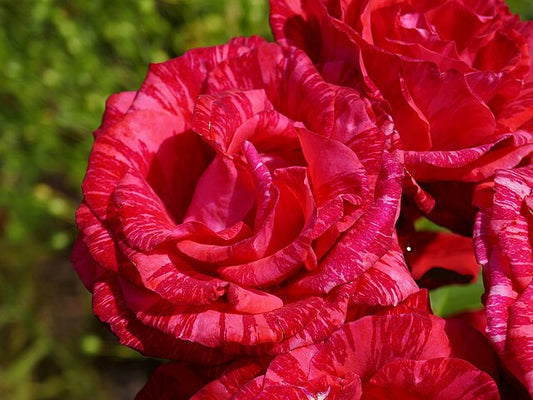 Rose - Red Intuition